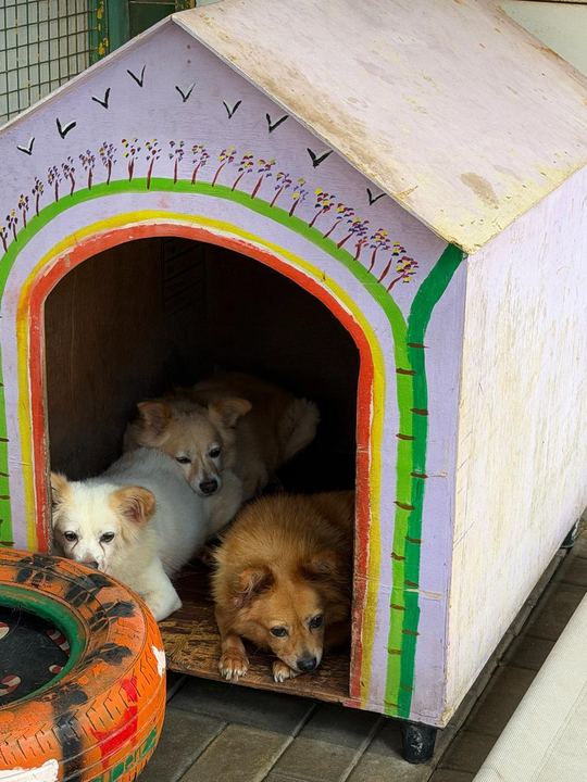 Three small rescue dogs resting together inside a hand-painted doghouse